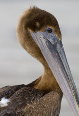 portrait of a pelican