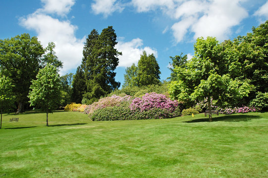 Fototapeta trees and lawn on a bright summer day