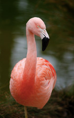 flamingo resting on one leg