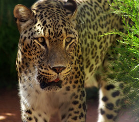 persian leopard.