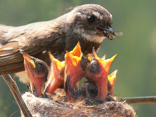 grey fantail and chicks
