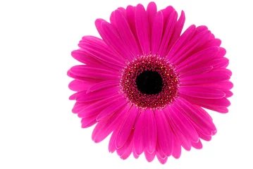 Zelfklevend Fotobehang pink gerber © gourmecana