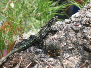 lezard