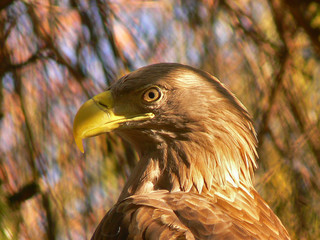 gold eagle