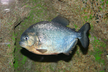 piranha fish