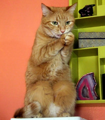 praying cat