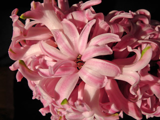 pink hyacinth