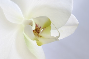 orchidee witte bloem bloemblaadje sepia meeldraad puur schoon