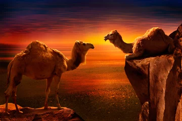 Fotobehang Kameel paar kamelen