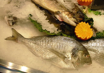 fresh seafood aranged on ice