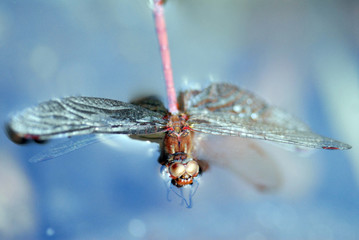 dragonfly