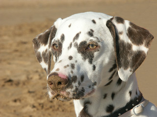 portrait d'un dalmatien