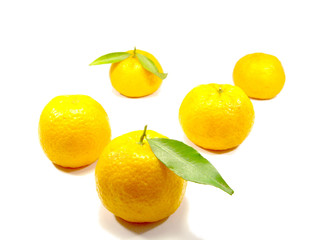 cinco tangerinas