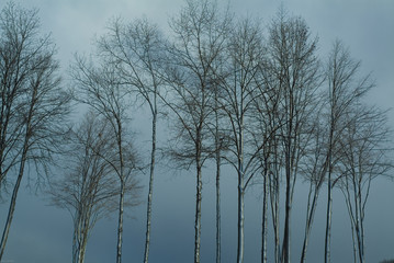 Fototapeta na wymiar trees after snow storm