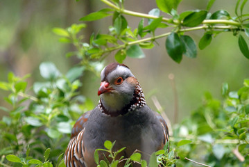 perdrix rouge