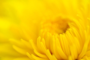 marigold close up