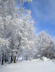 trees in a snow and the blue sky