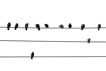 vogels op draad