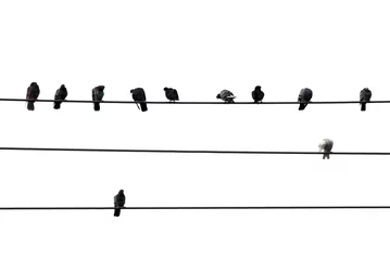 Fotobehang Vogels in boom vogels op draad