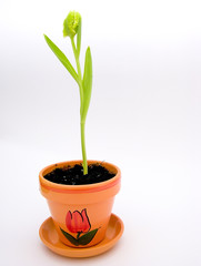 young tulip