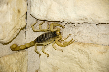 scorpion