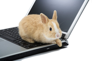 baby bunny on the laptop, isolated