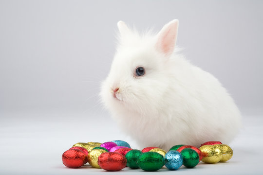 white easter bunny with chocolate eggs, isolated