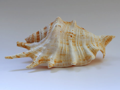 sea shell b1