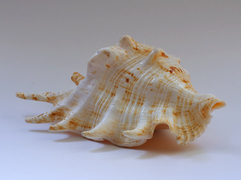sea shell b2