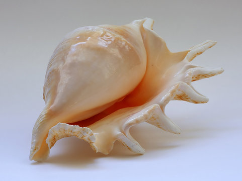 sea shell b10