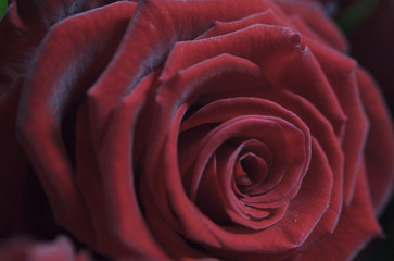 rose05