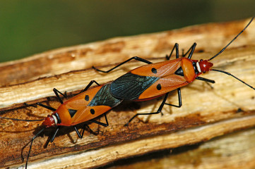 nature insect