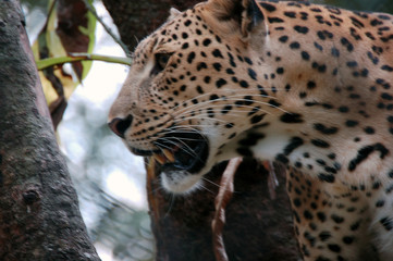 leopard in action3