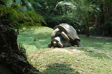 Naklejka premium giant tortoise