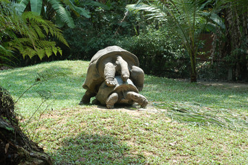 giant tortoise2