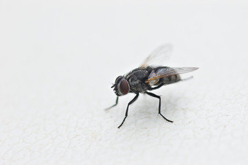 fly