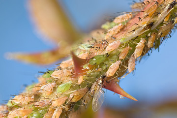 aphids