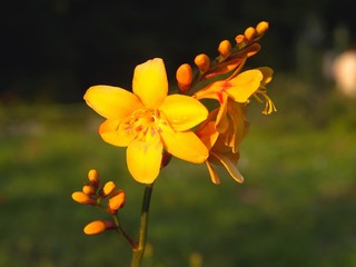 single yellow garden flower