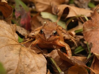 brown frog in the fallen leaves