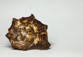 sea shell - 1