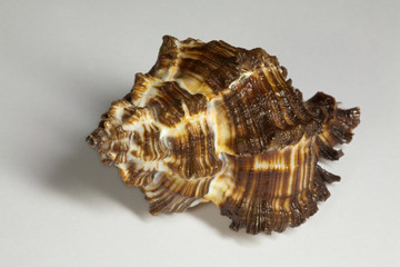 sea shell - 3