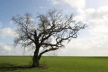 Fototapeta na wymiar gnarly old tree