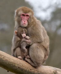 Crédence de cuisine en verre imprimé Singe mother and her baby monkey