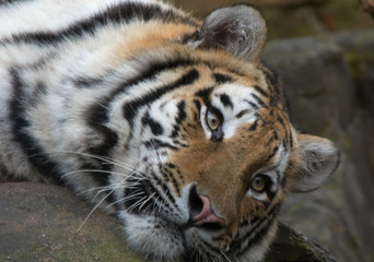Fototapeta premium beautiful tiger