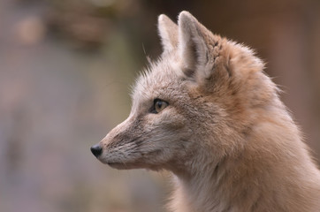 beautiful fox