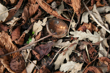 leaf litter, with new growth showing through