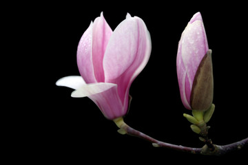 magnolia rose