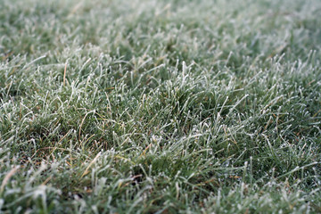 hard frost on a short grass lawn