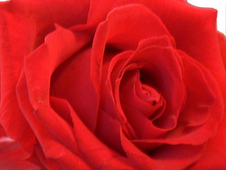 bright red rose