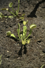 venus fly trap